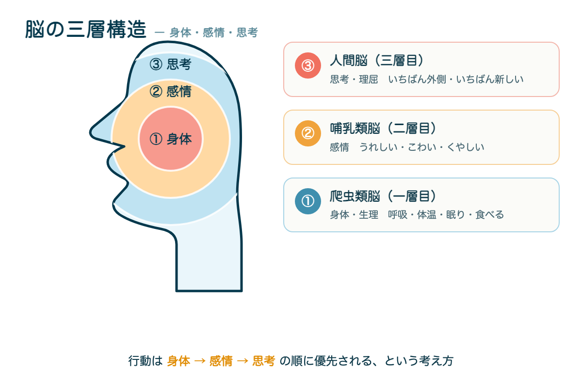 脳の三層構造:爬虫類脳(身体)・哺乳類脳(感情)・人間脳(思考)